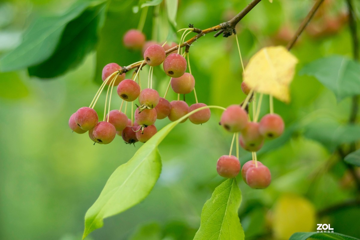 色彩鲜艳的海棠果