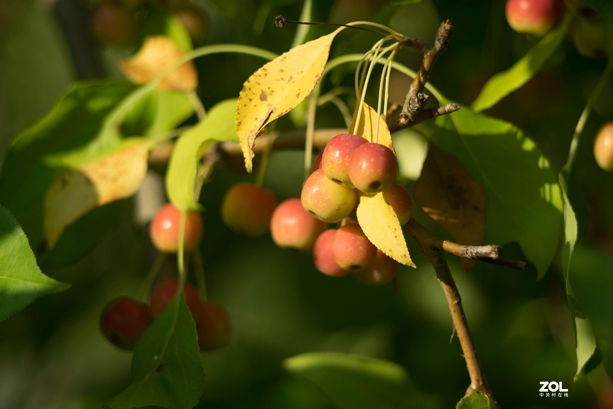 色彩鲜艳的海棠果
