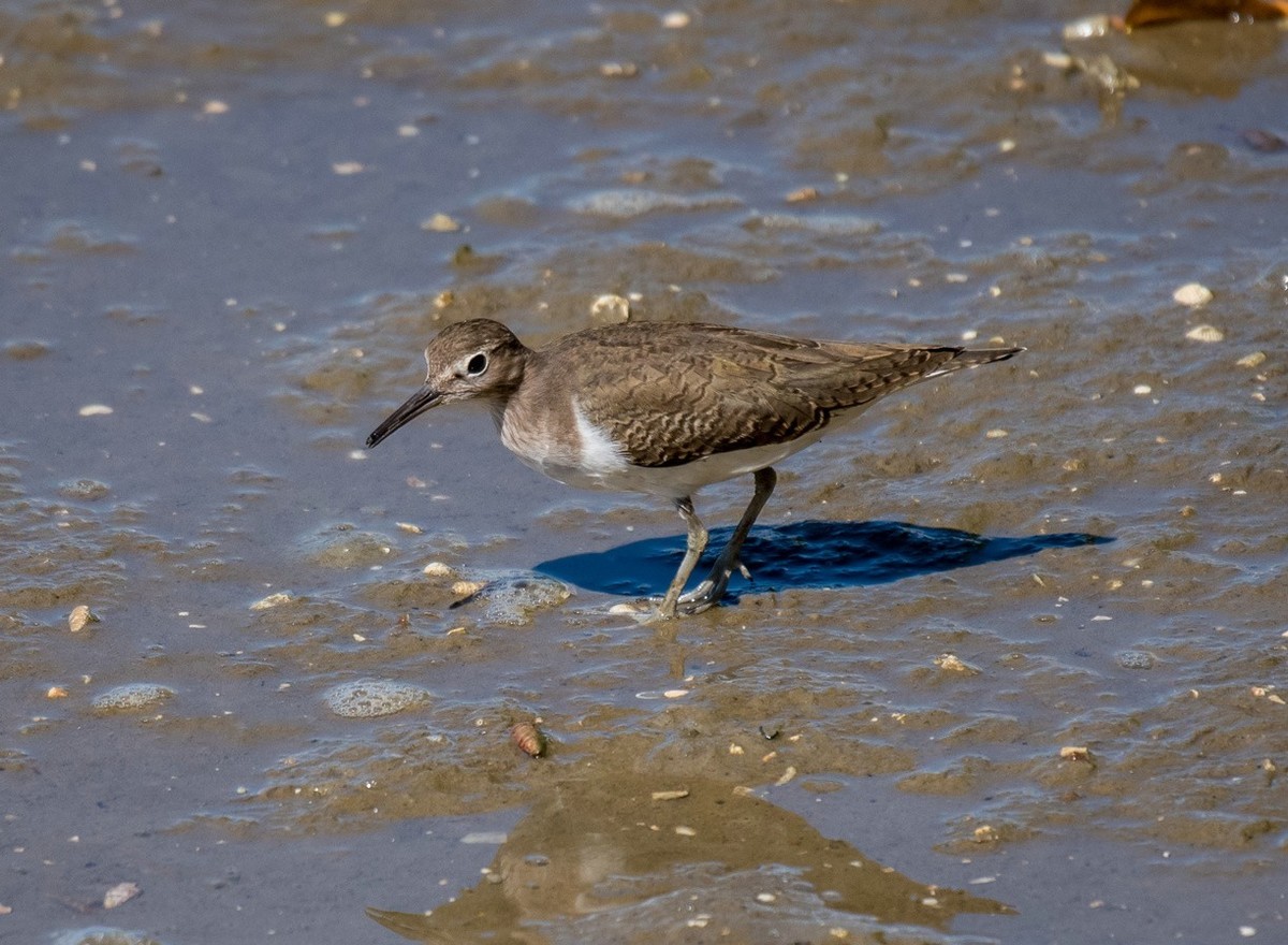 河边觅食的《矶鹬》