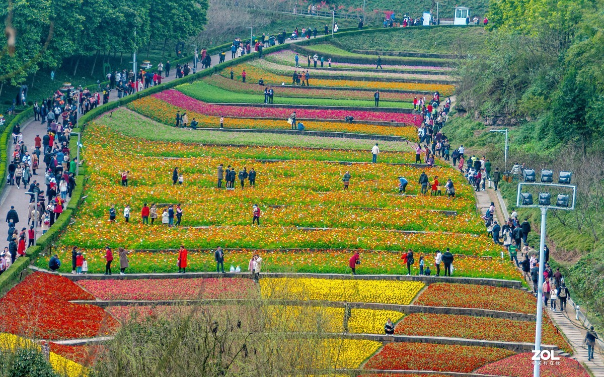 又到春天赏花季