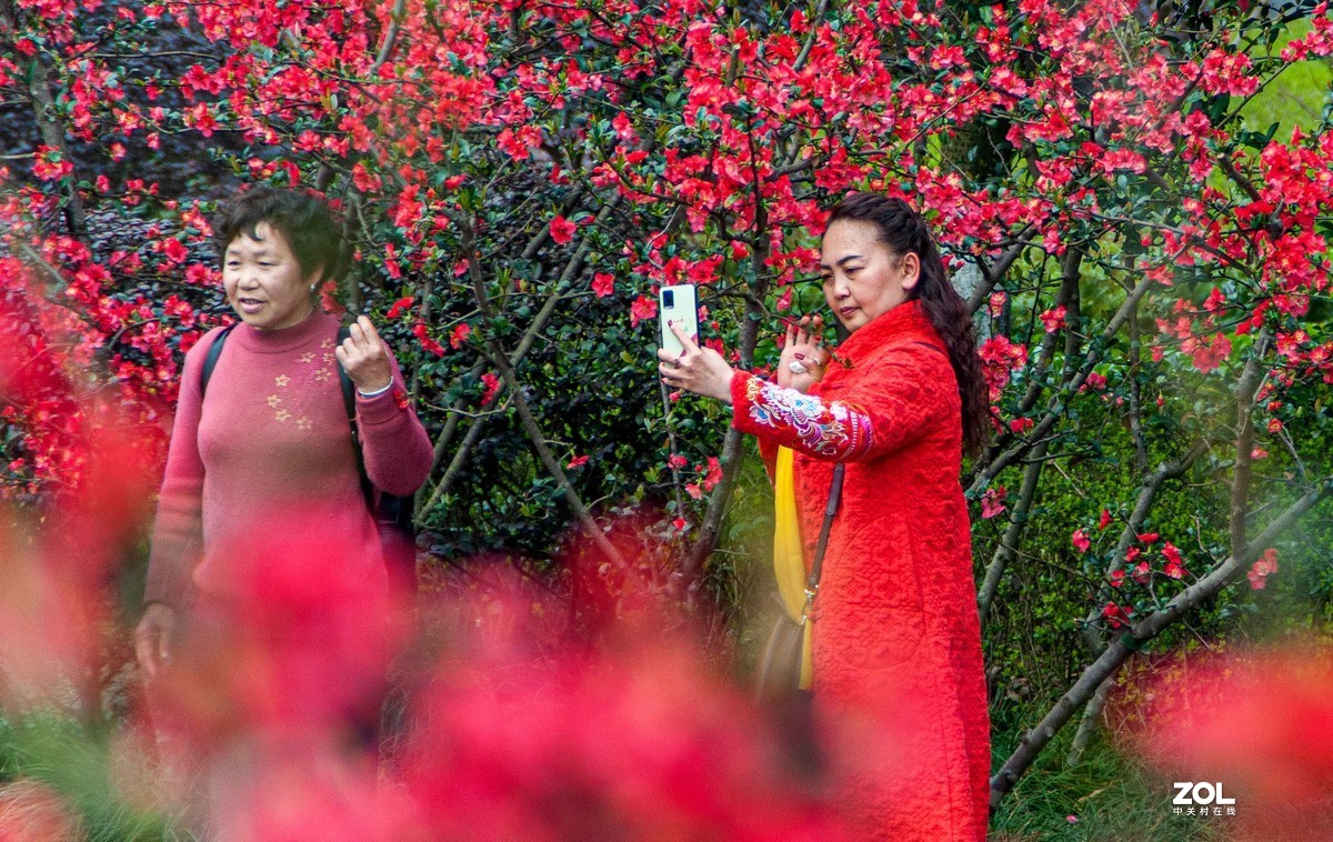又到春天赏花季