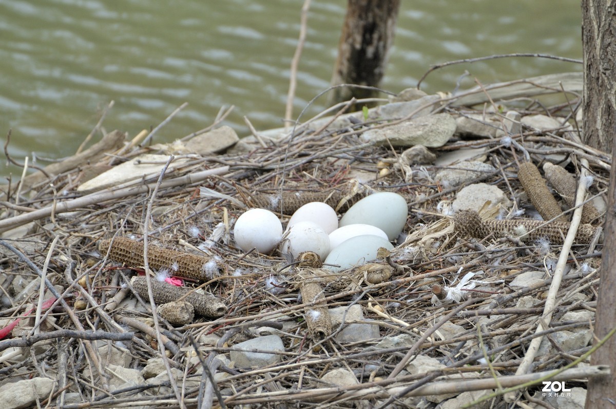 圣井峪小湖的黑天鹅小天鹅和天鹅蛋