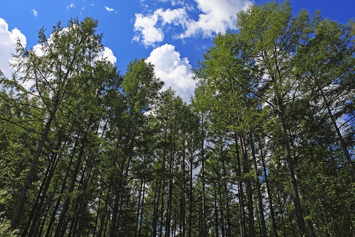 【难忘的旅行，自驾呼伦贝尔】—【6】莫尔道嘎森林公园