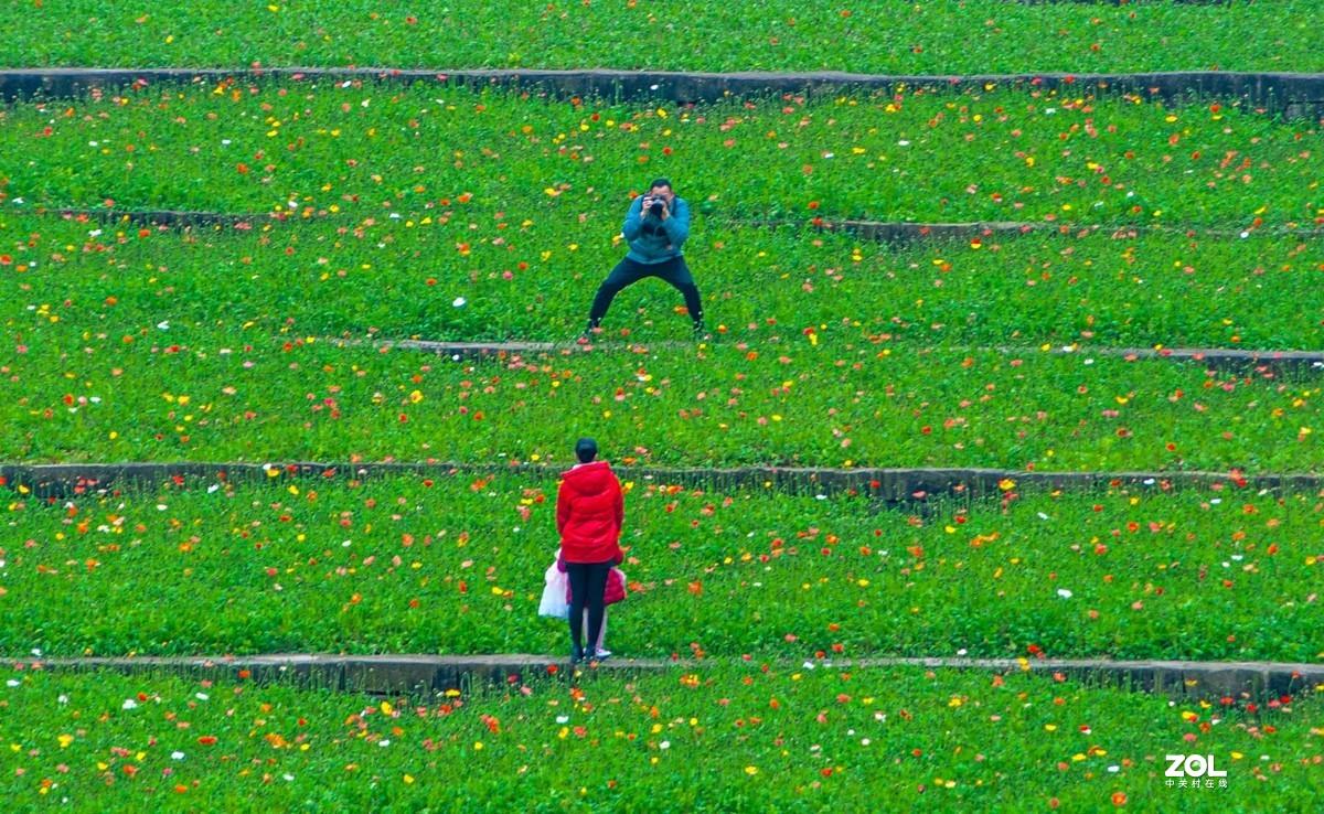 又到春天赏花季