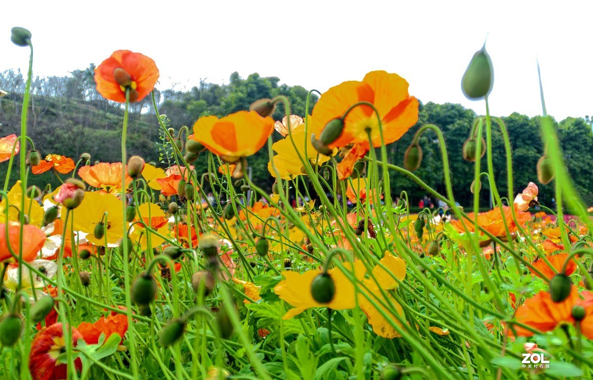 又到春天赏花季