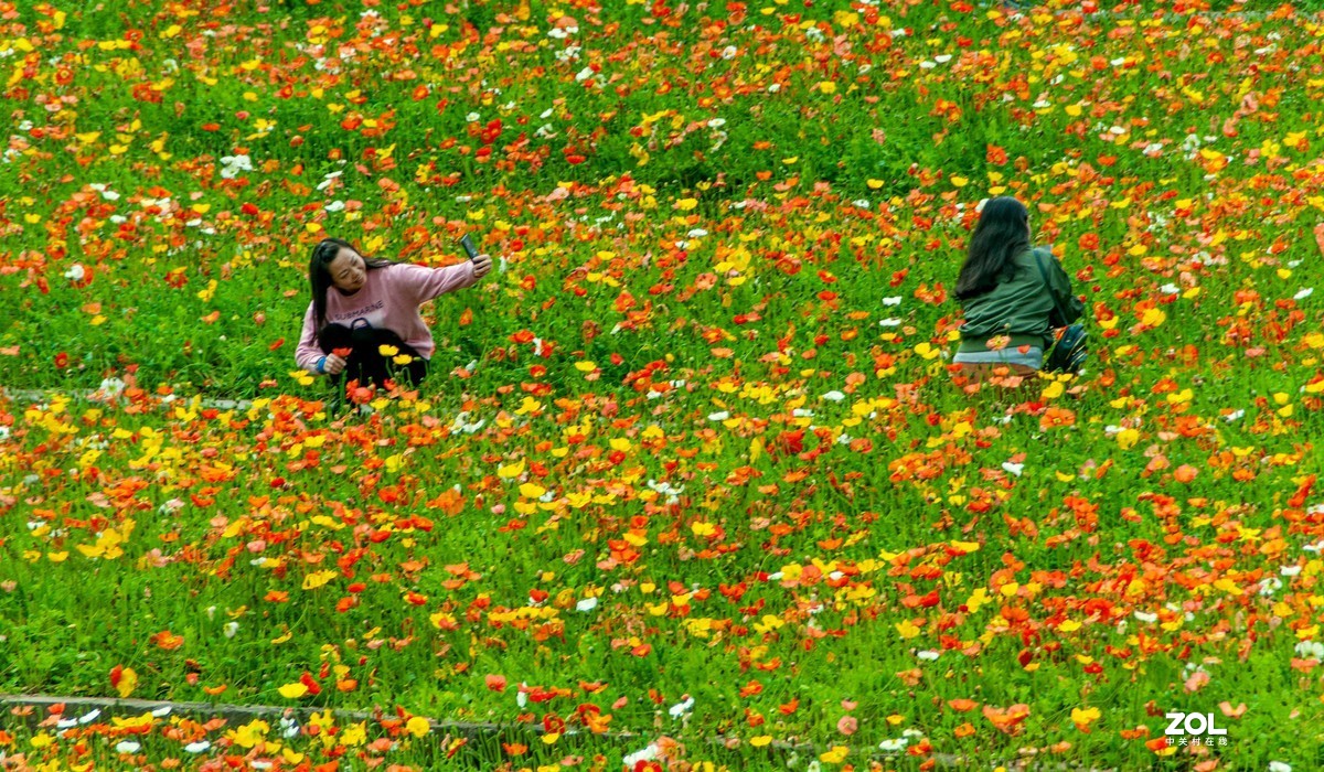 又到春天赏花季