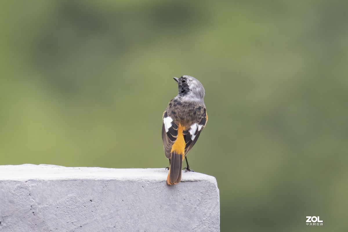几只鸲鸟儿，分不清种类，请高手指点