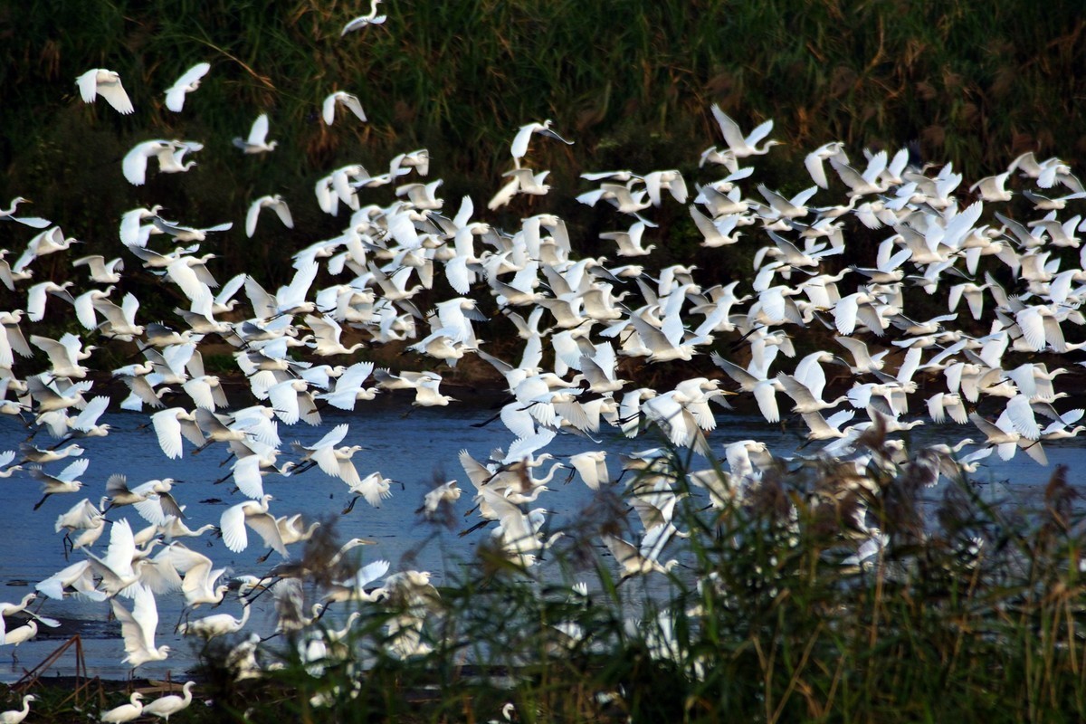 湿地白鹭抓拍