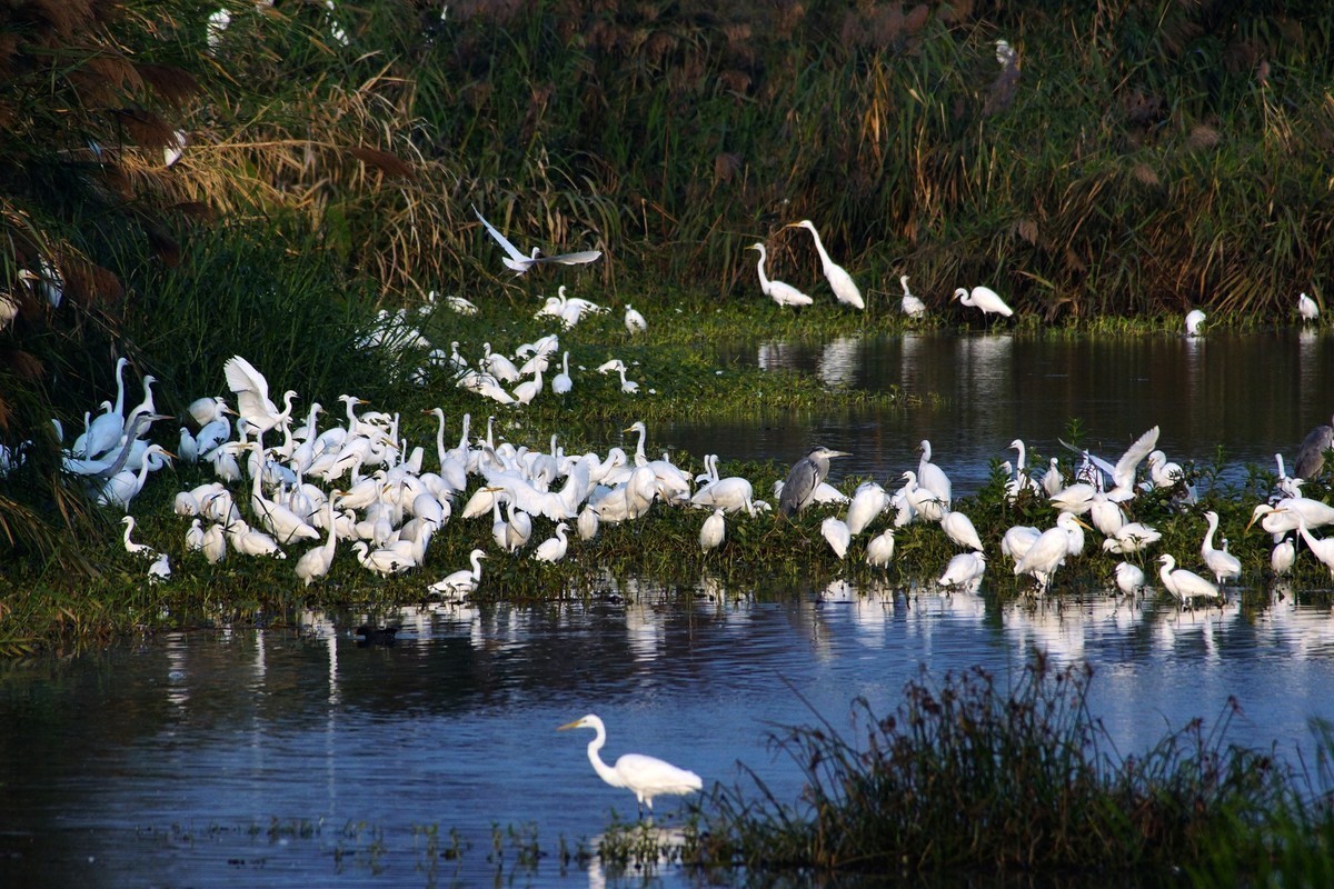 湿地白鹭抓拍