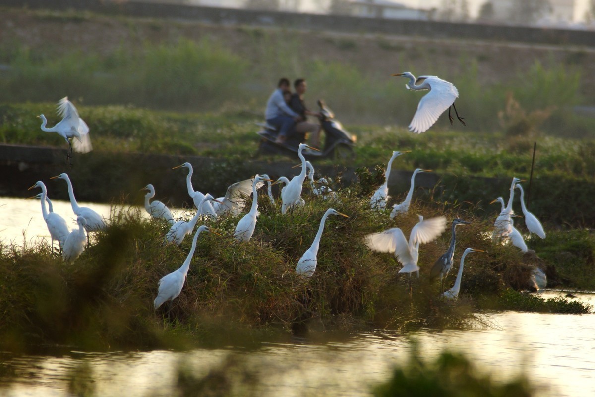 湿地白鹭抓拍