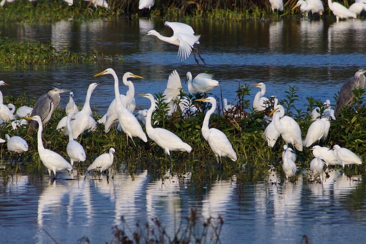 湿地白鹭抓拍