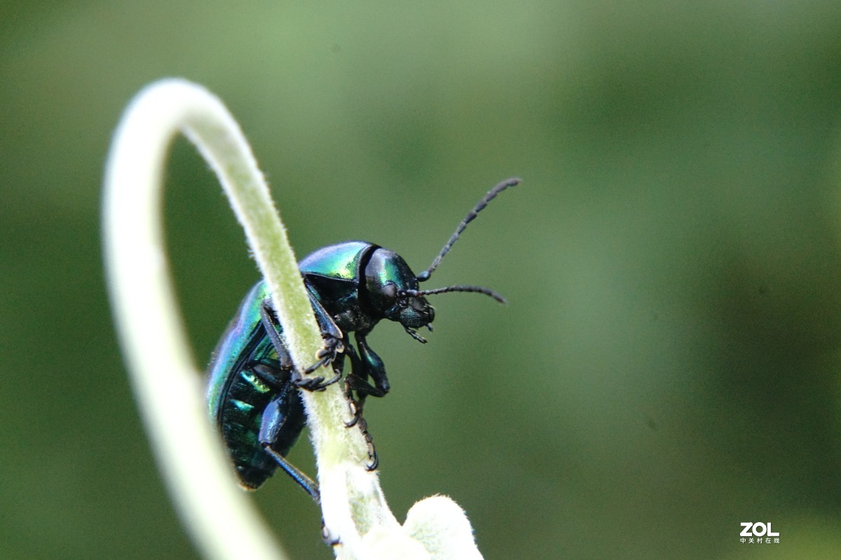 蓝甲虫微距2020