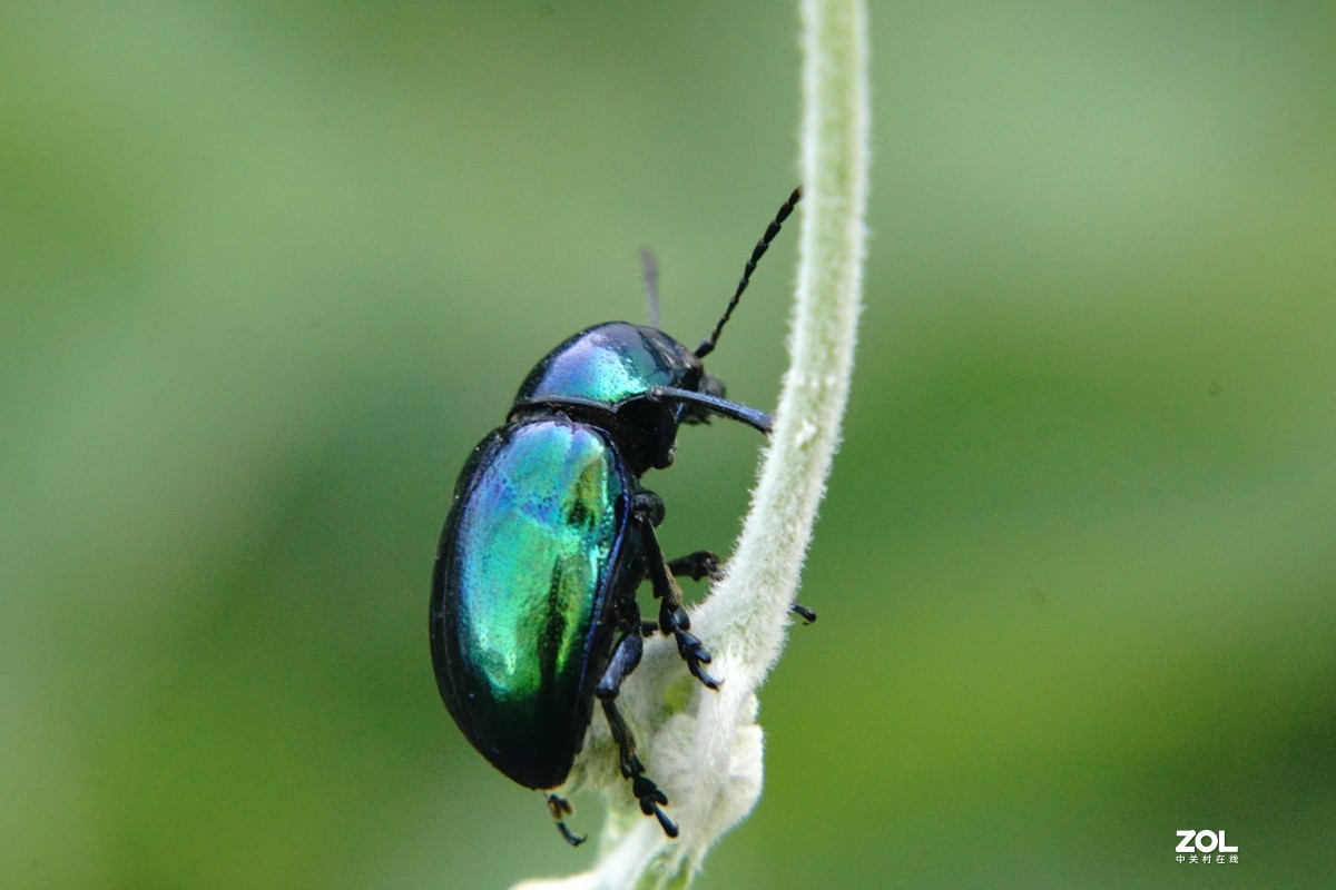 蓝甲虫微距2020