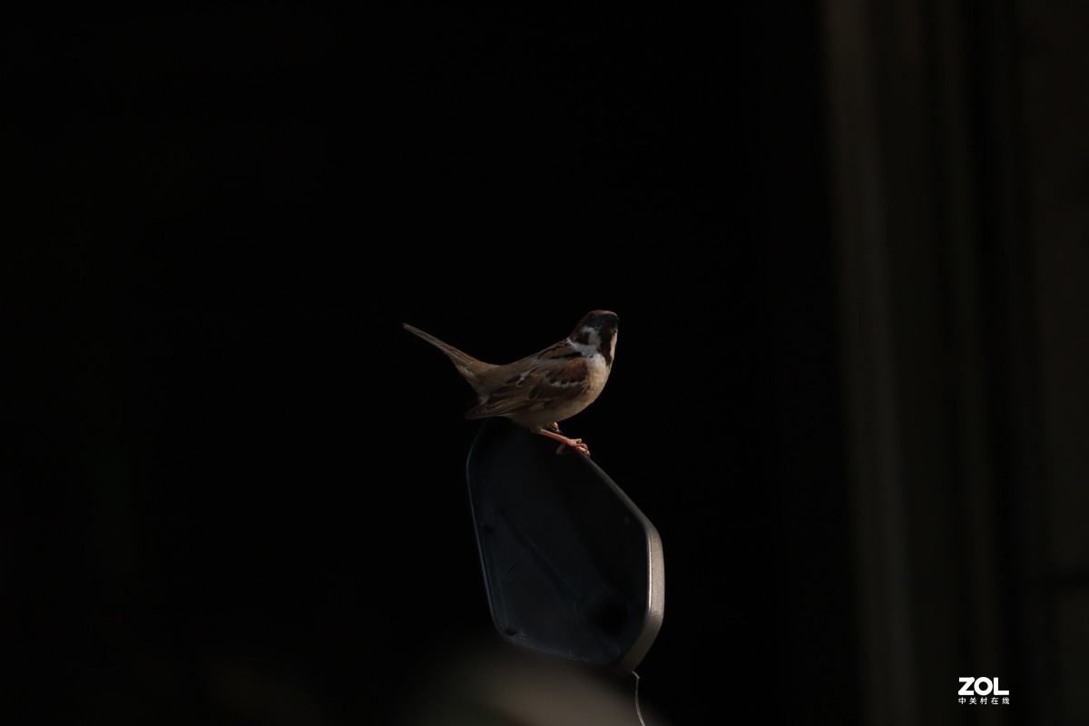 停在后视镜上的麻雀