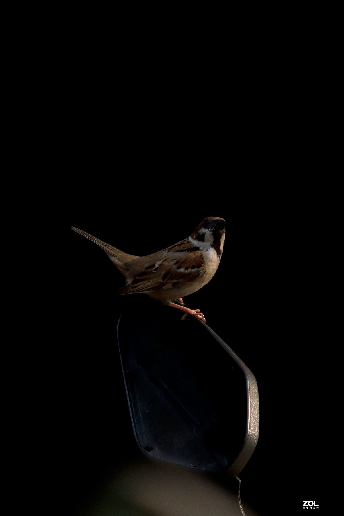 停在后视镜上的麻雀