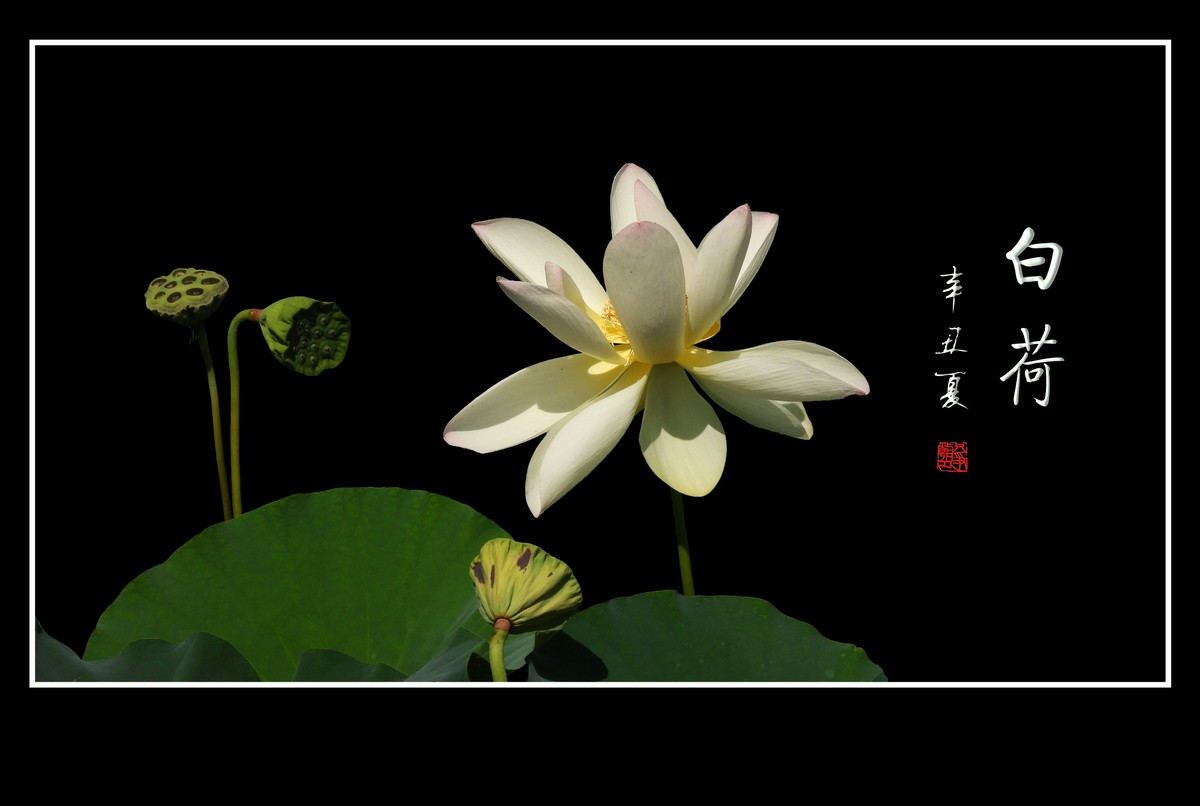 冰清玉洁不染凡尘的白荷花