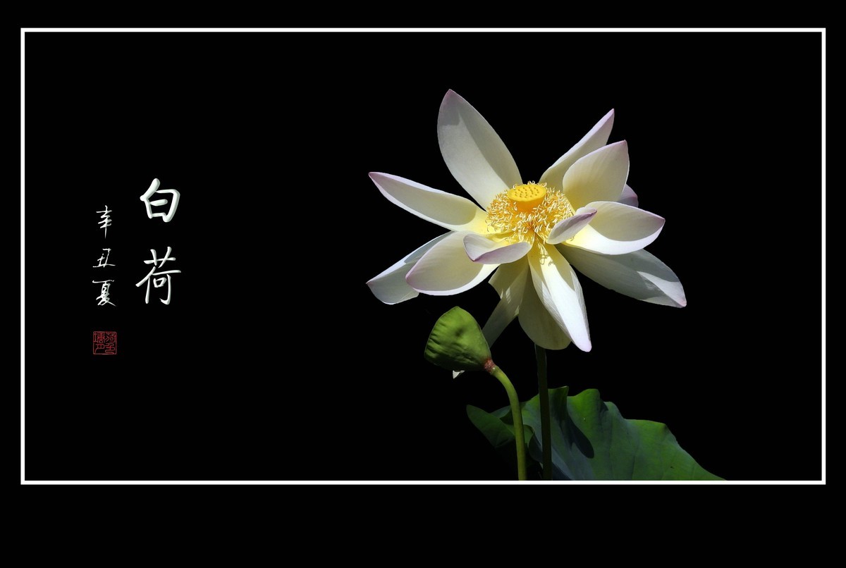 冰清玉洁不染凡尘的白荷花