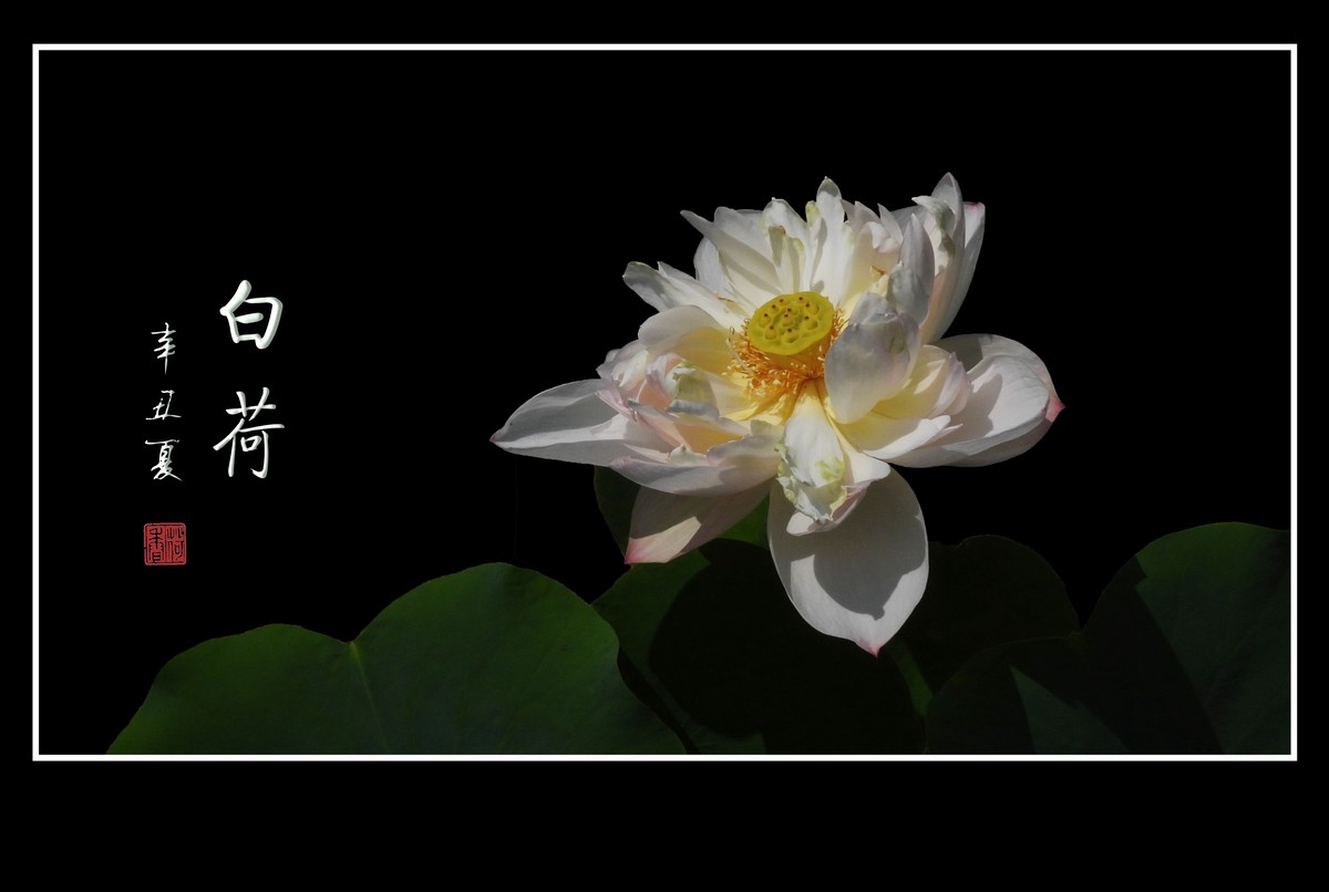 冰清玉洁不染凡尘的白荷花