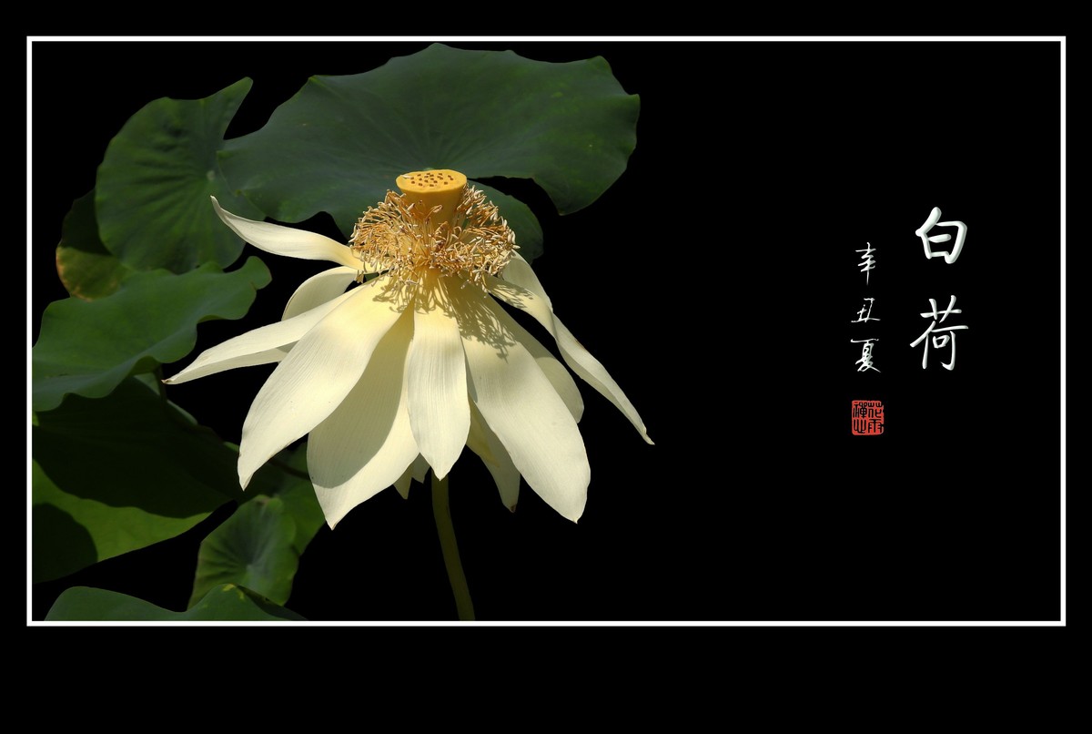 冰清玉洁不染凡尘的白荷花