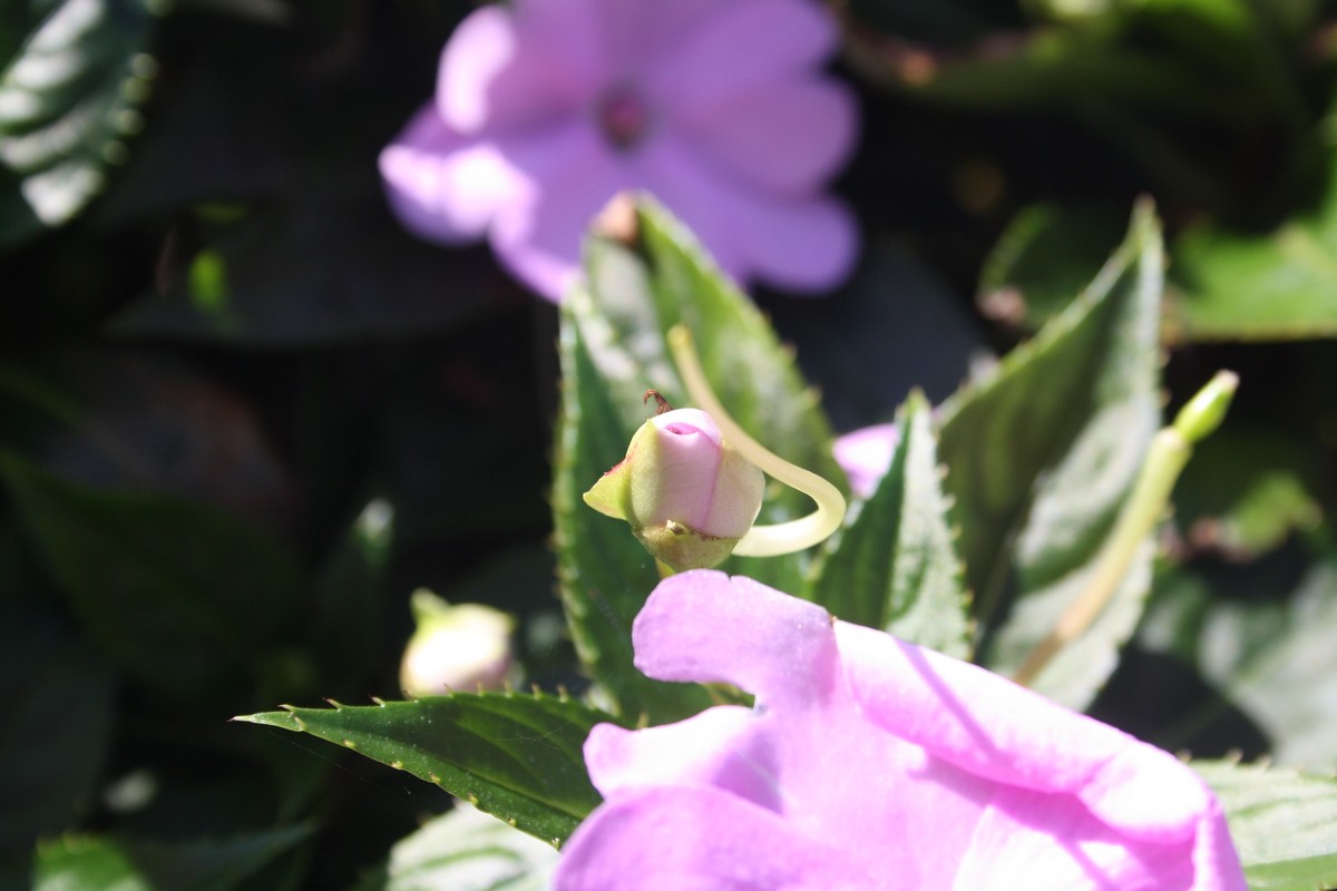 今天拍的风景，不怎样，还是不会调