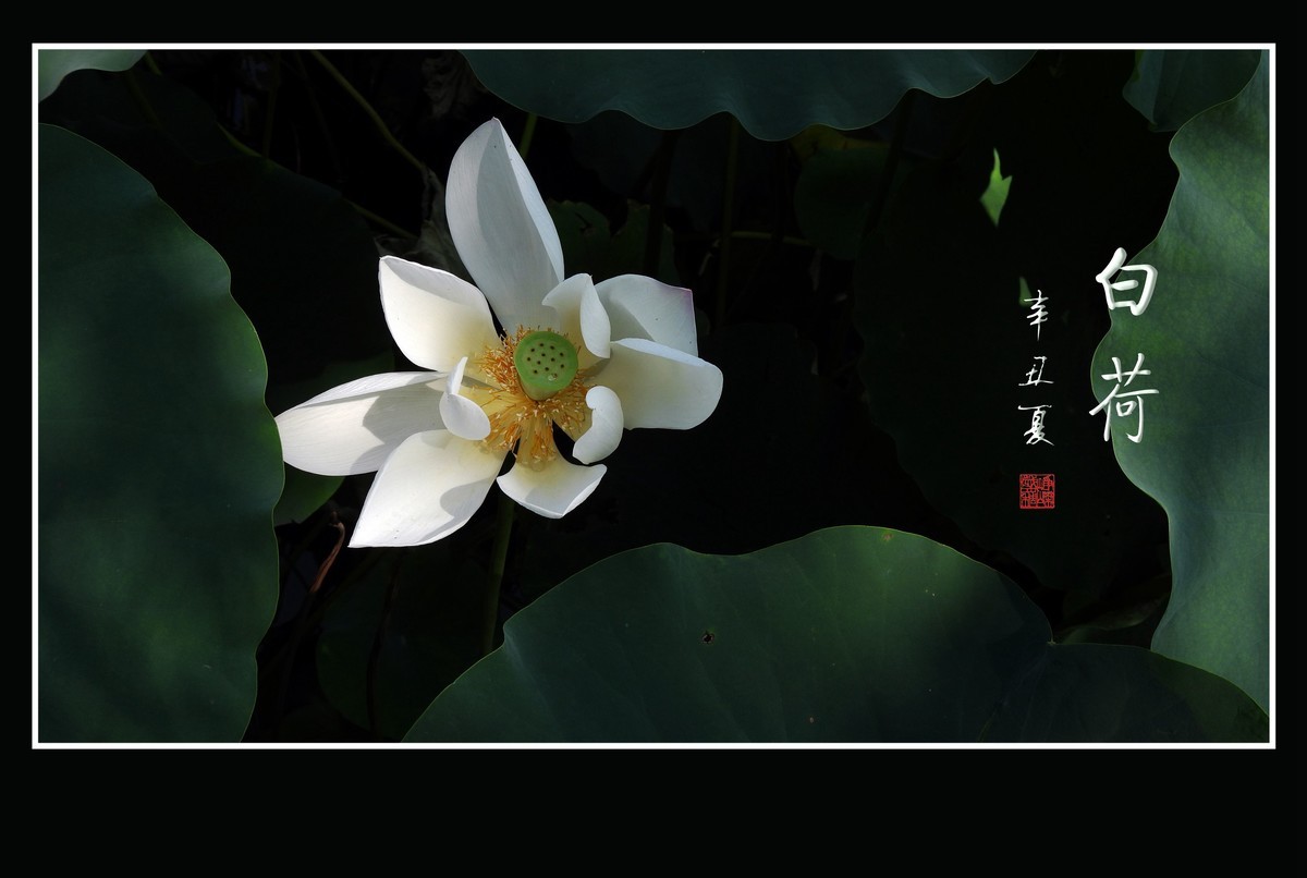 冰清玉洁不染凡尘的白荷花