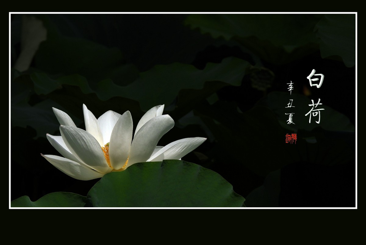 冰清玉洁不染凡尘的白荷花