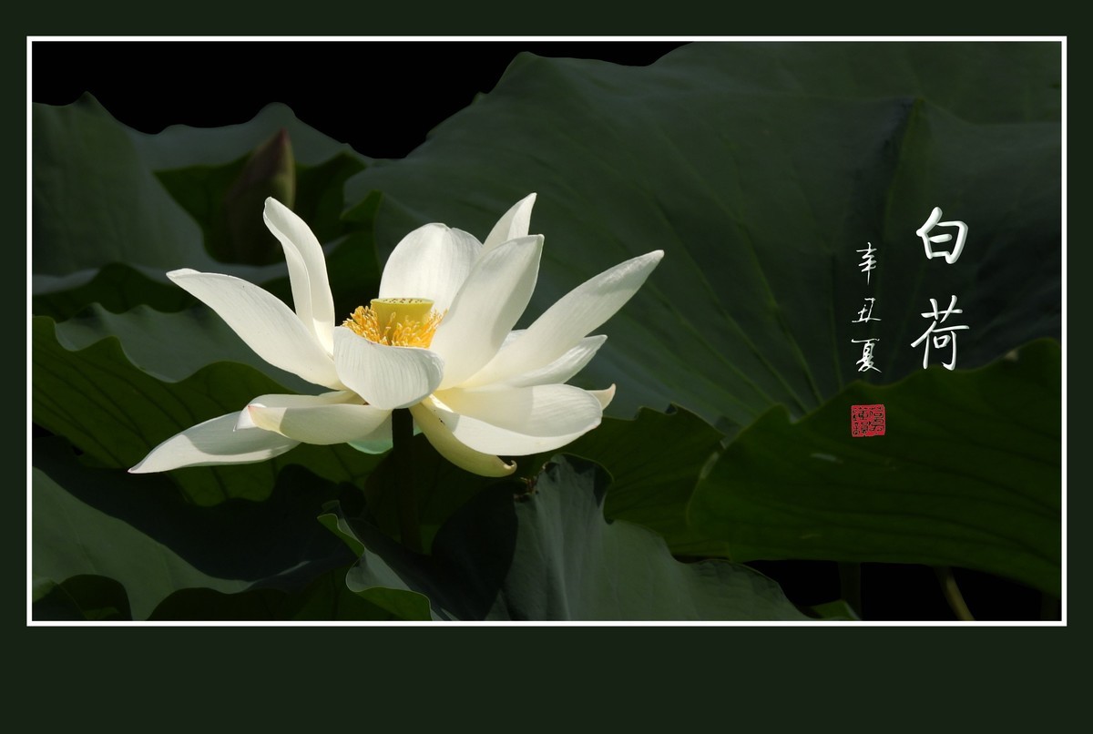 冰清玉洁不染凡尘的白荷花