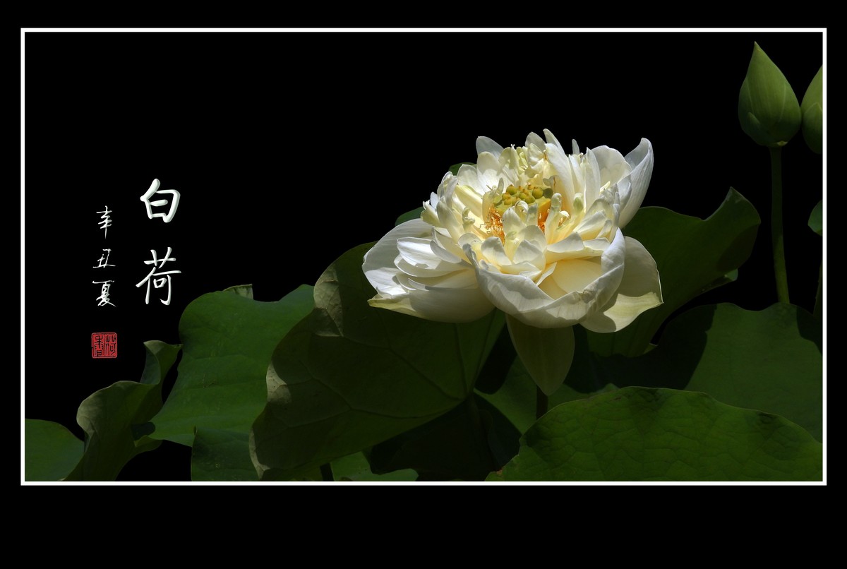 冰清玉洁不染凡尘的白荷花