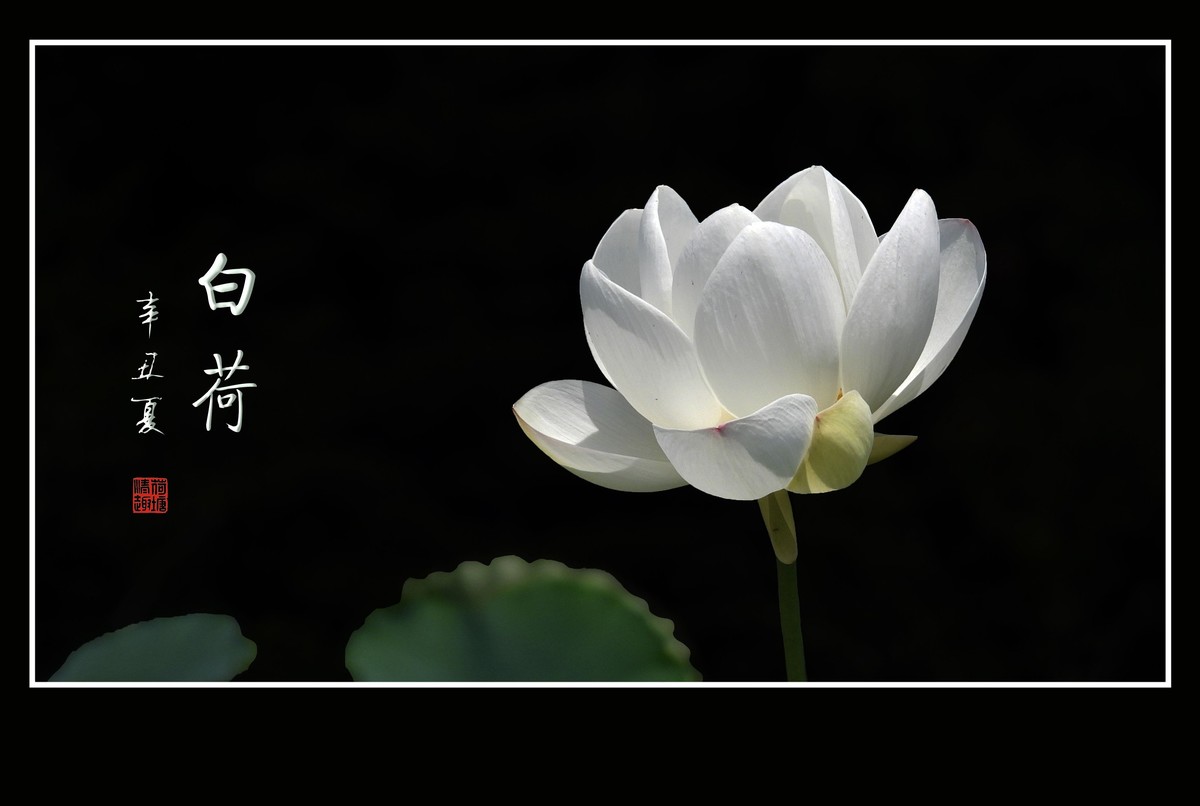 冰清玉洁不染凡尘的白荷花