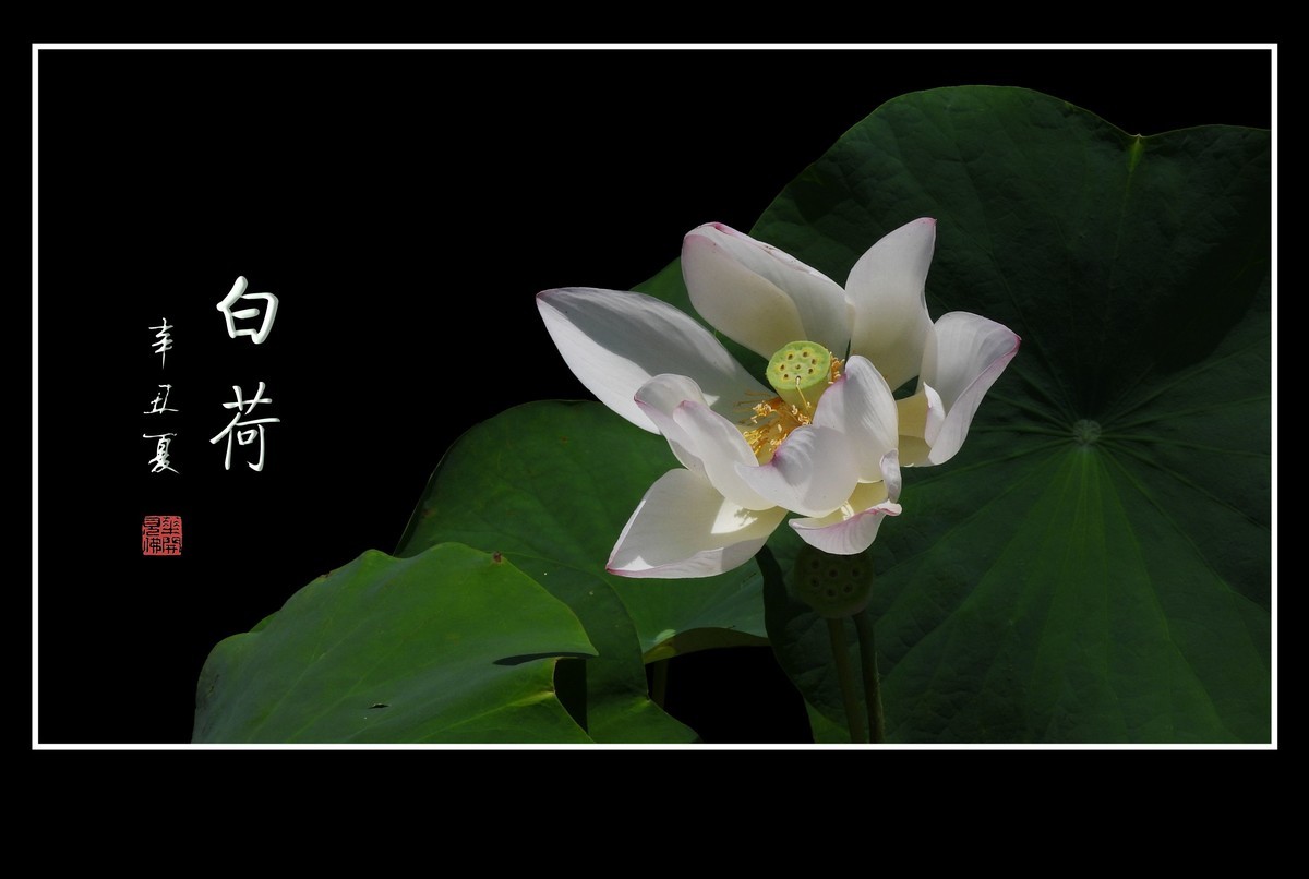 冰清玉洁不染凡尘的白荷花