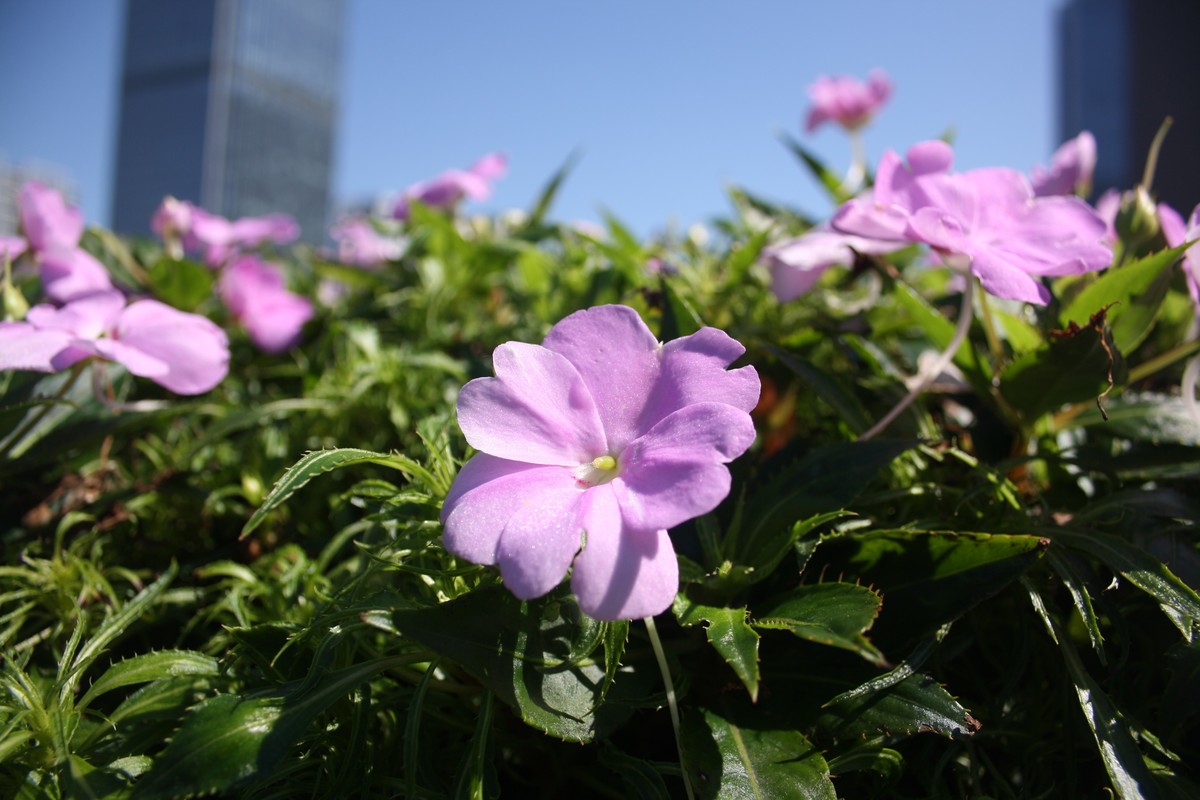今天拍的风景，不怎样，还是不会调