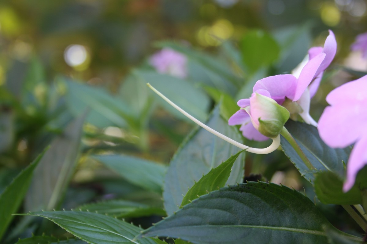 今天拍的风景，不怎样，还是不会调