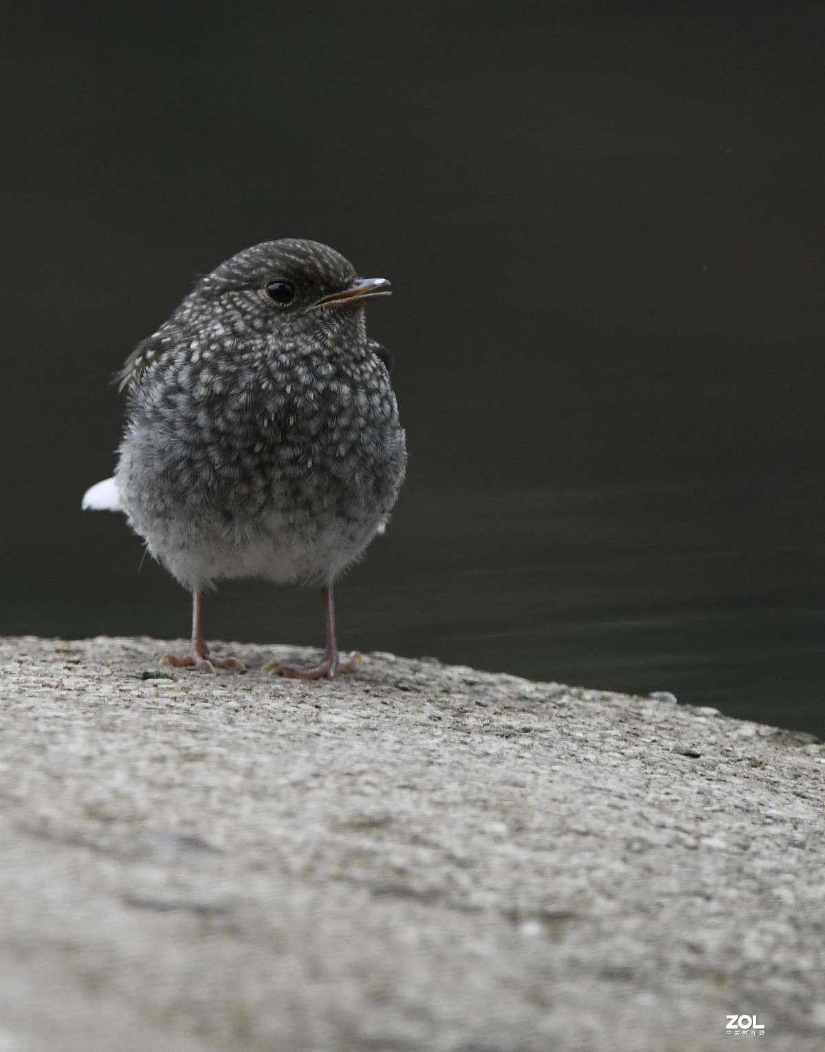 一只小河边的小小鸟