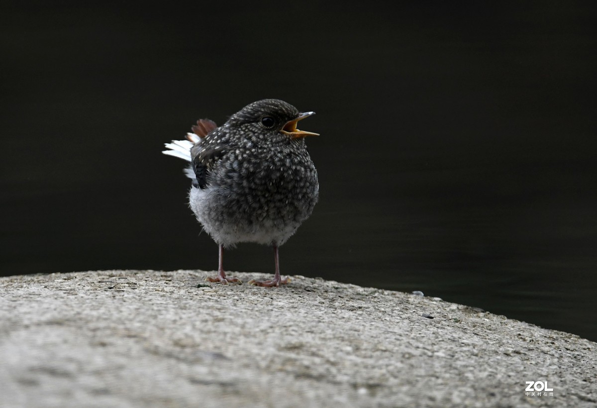 一只小河边的小小鸟