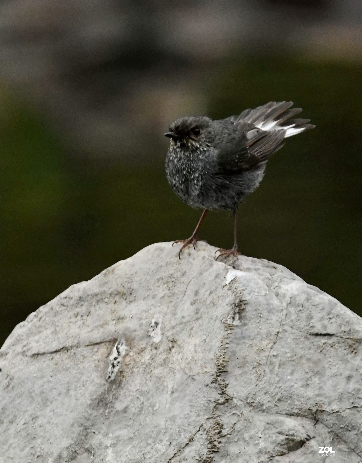 一只小河边的小小鸟