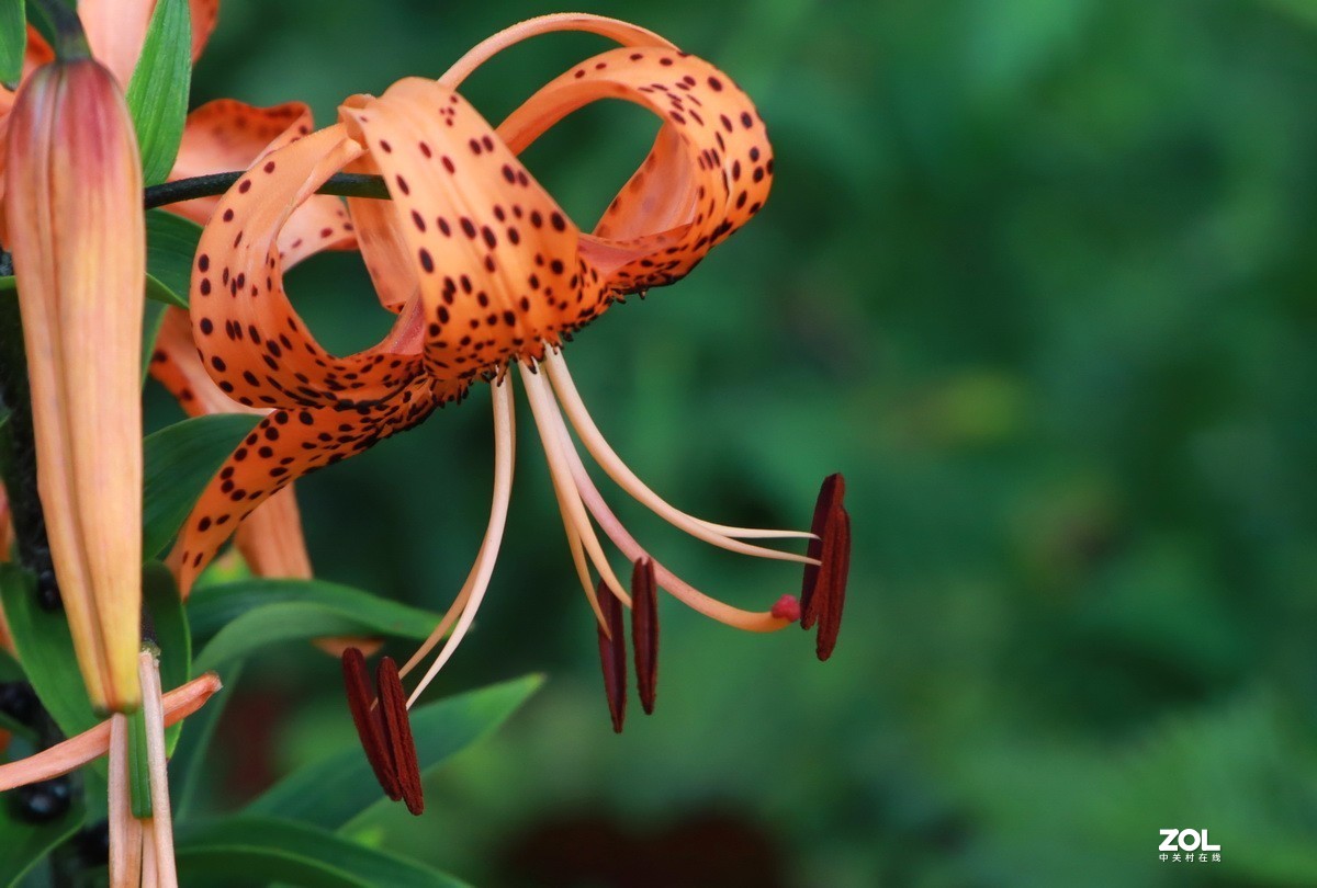 关东百花园250斑百合