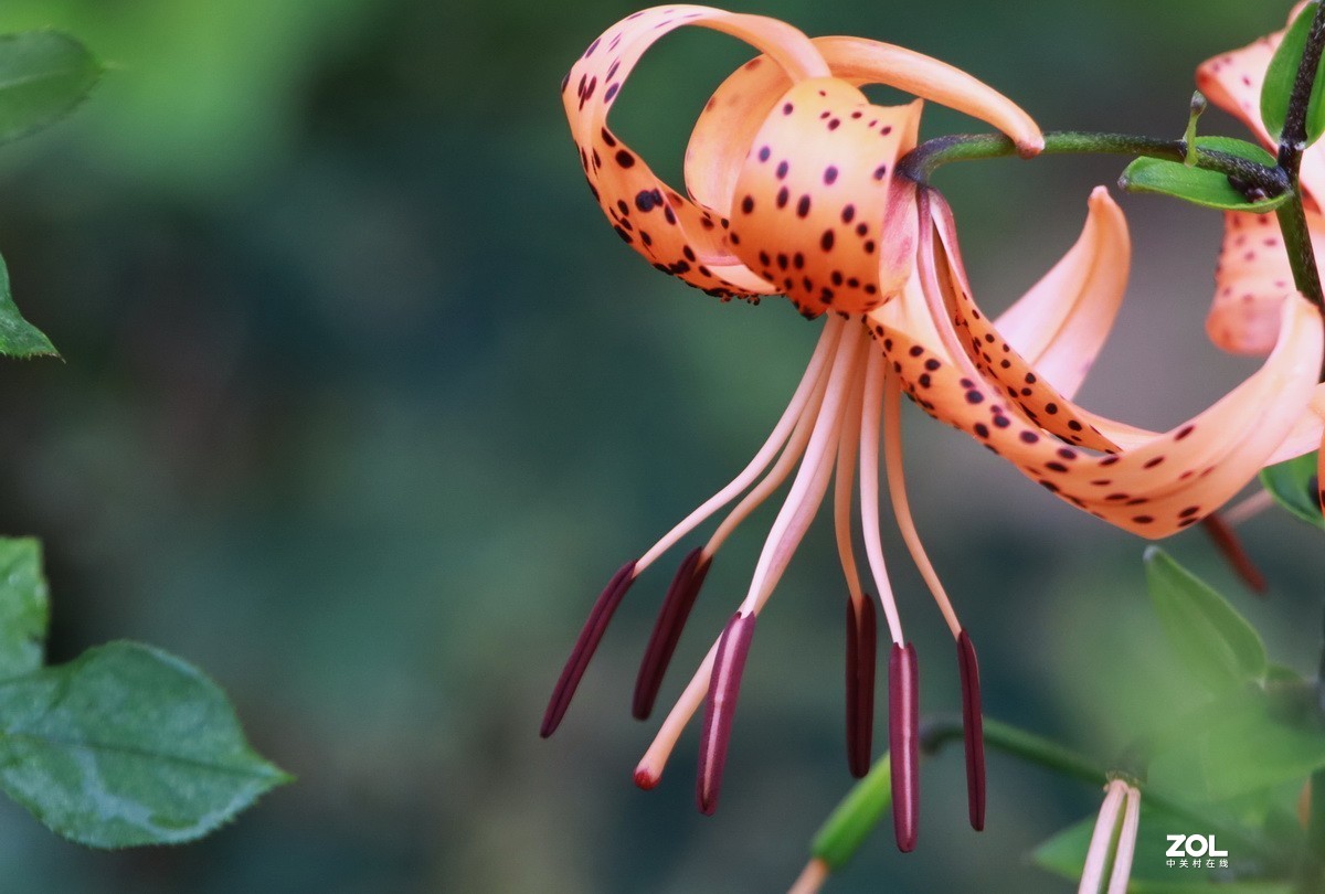 关东百花园250斑百合