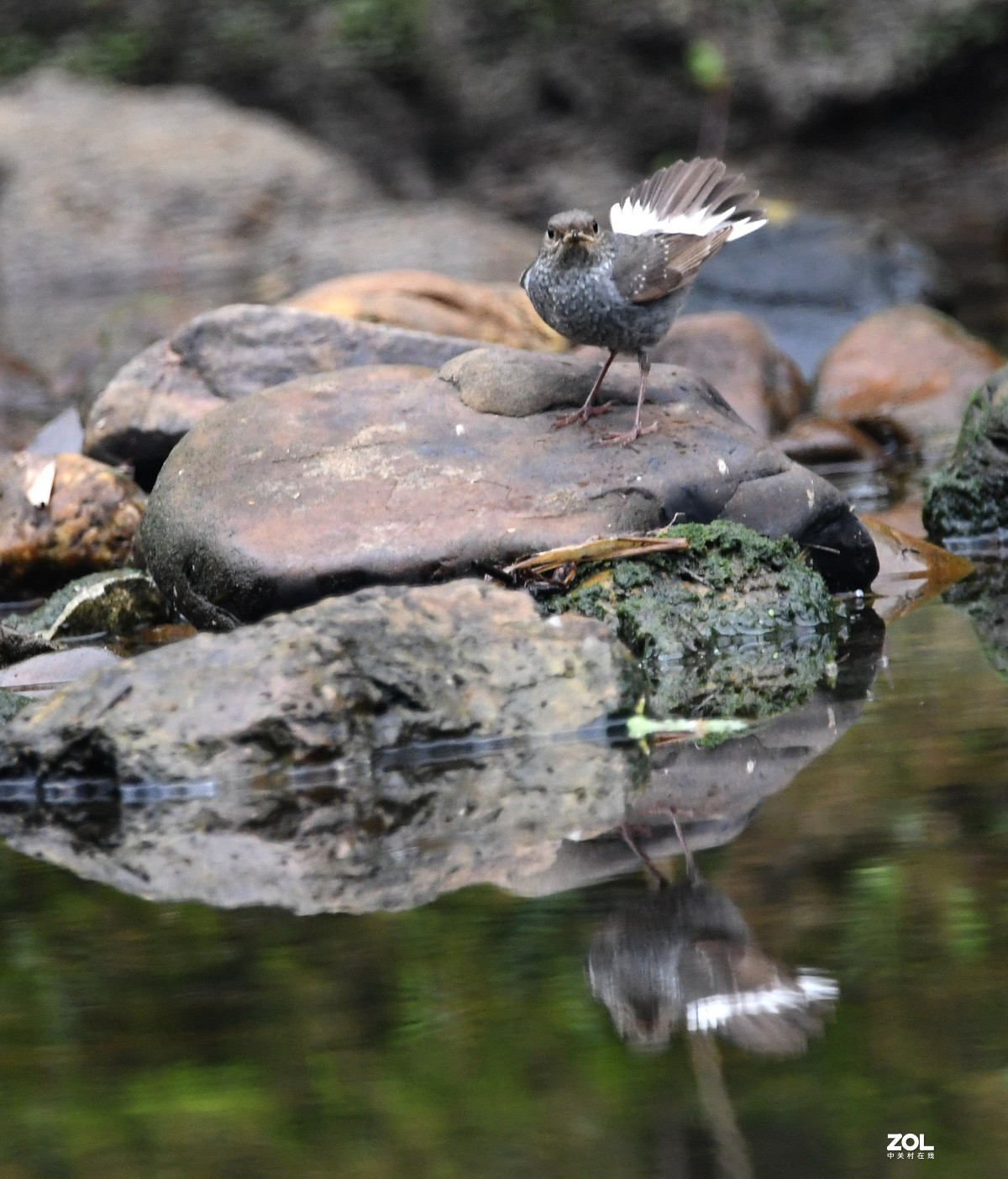 一只小河边的小小鸟