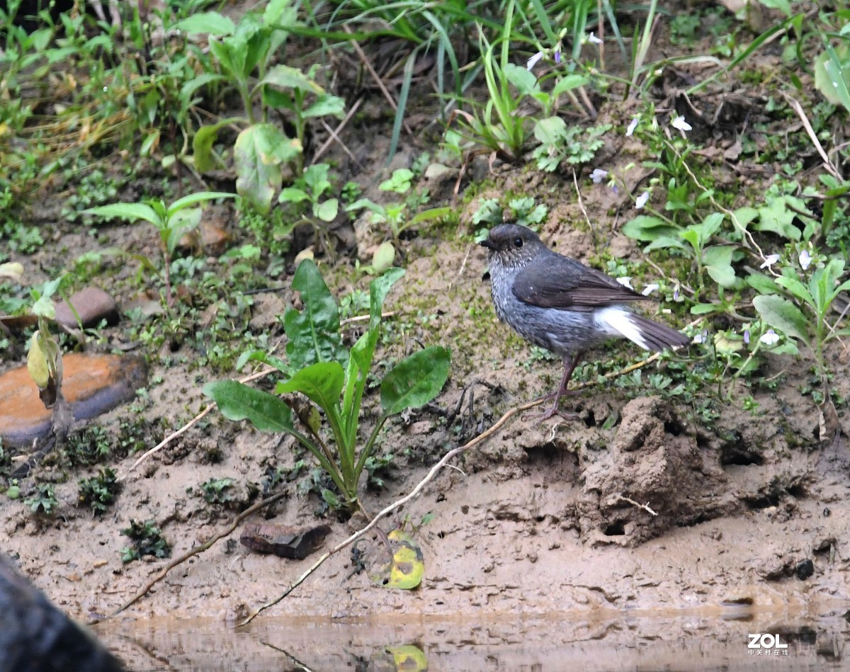 一只小河边的小小鸟