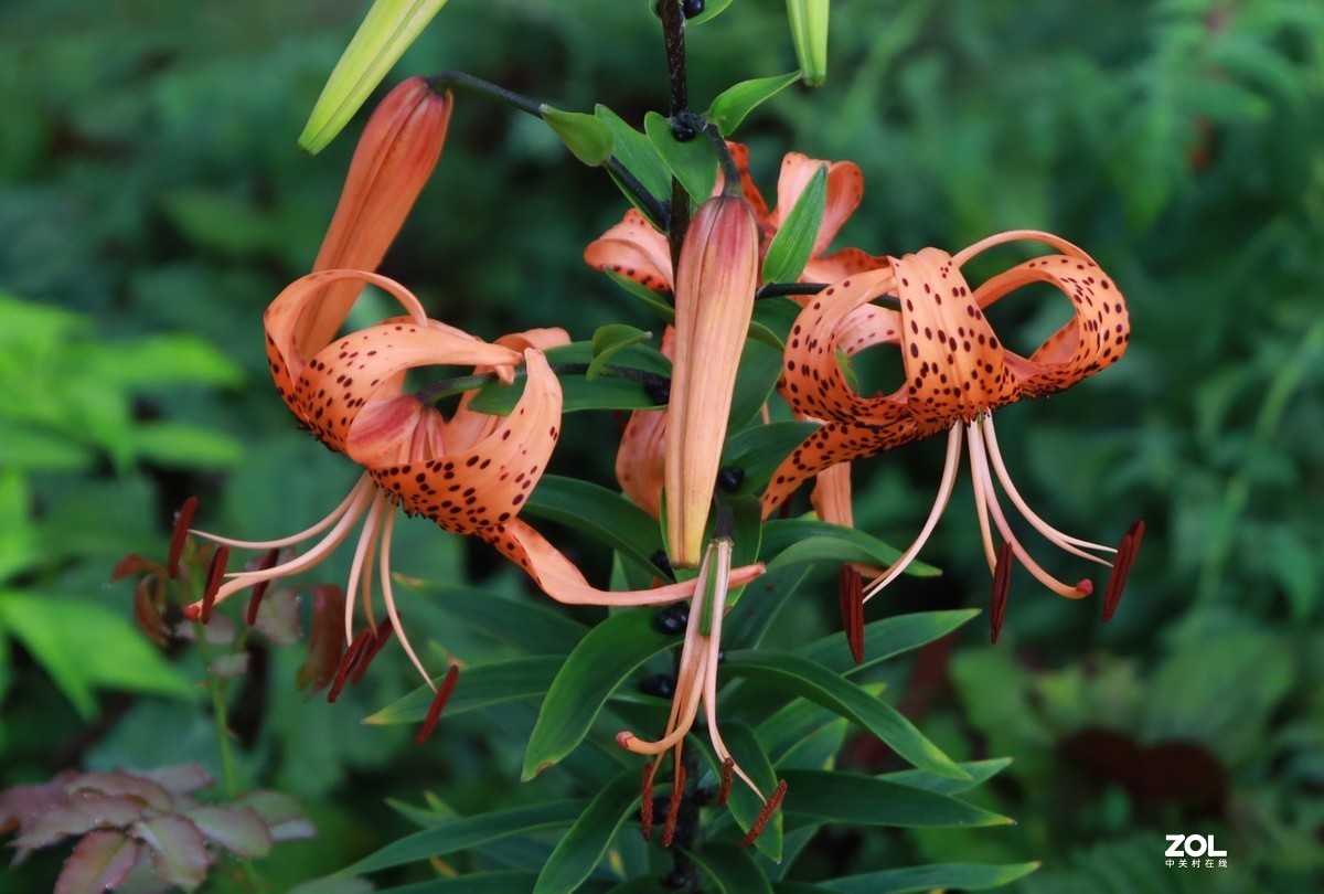 关东百花园250斑百合