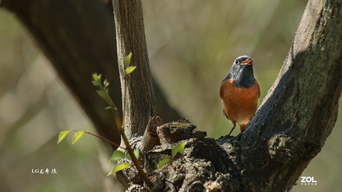 你瞅啥？瞅你咋地？!