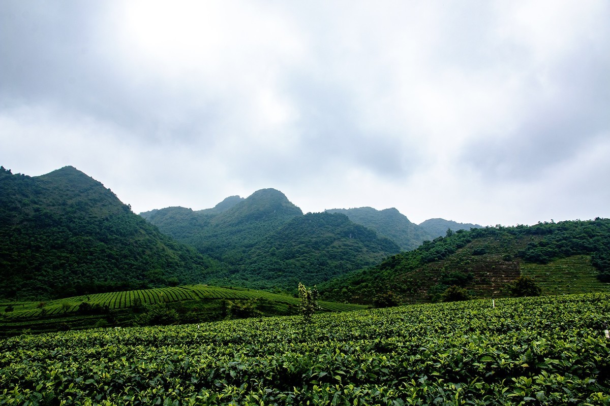 中国红茶之乡英德图片