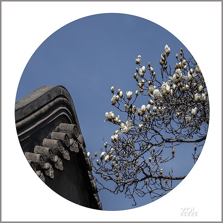 玉兰花