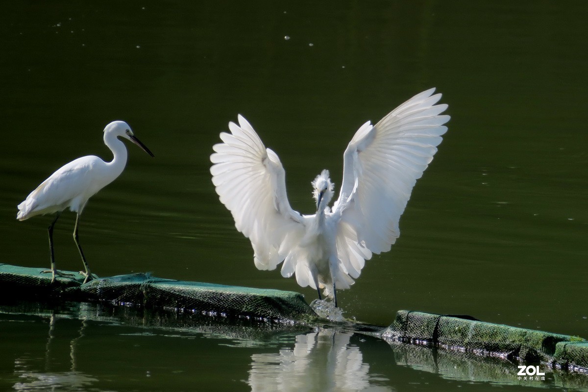 抓拍白鹭---(1)