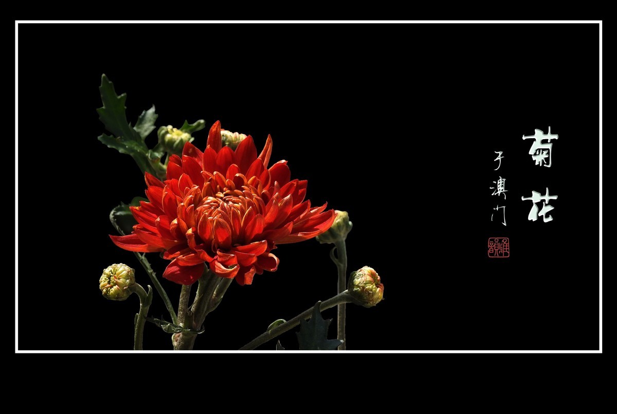 鲜艳漂亮的菊花