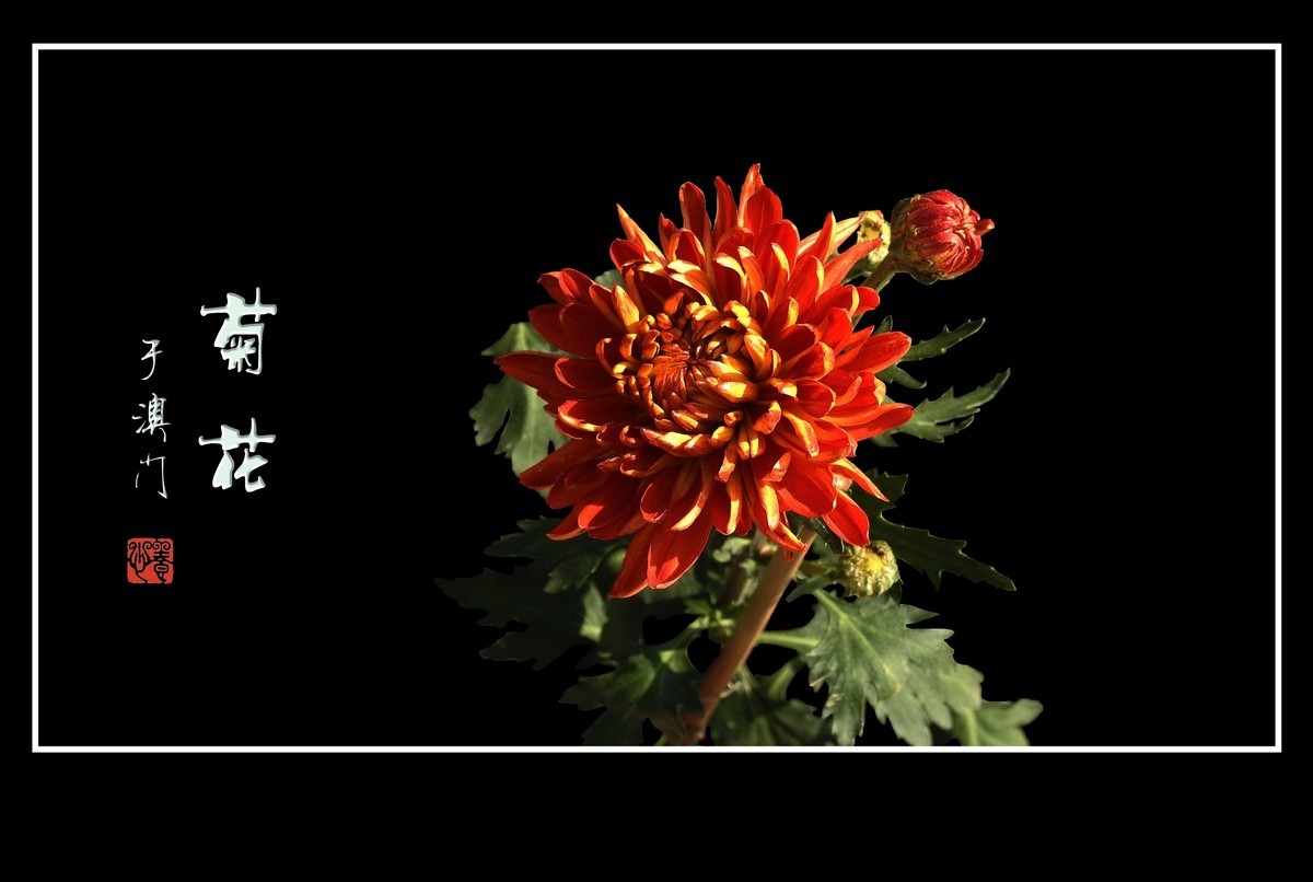 鲜艳漂亮的菊花