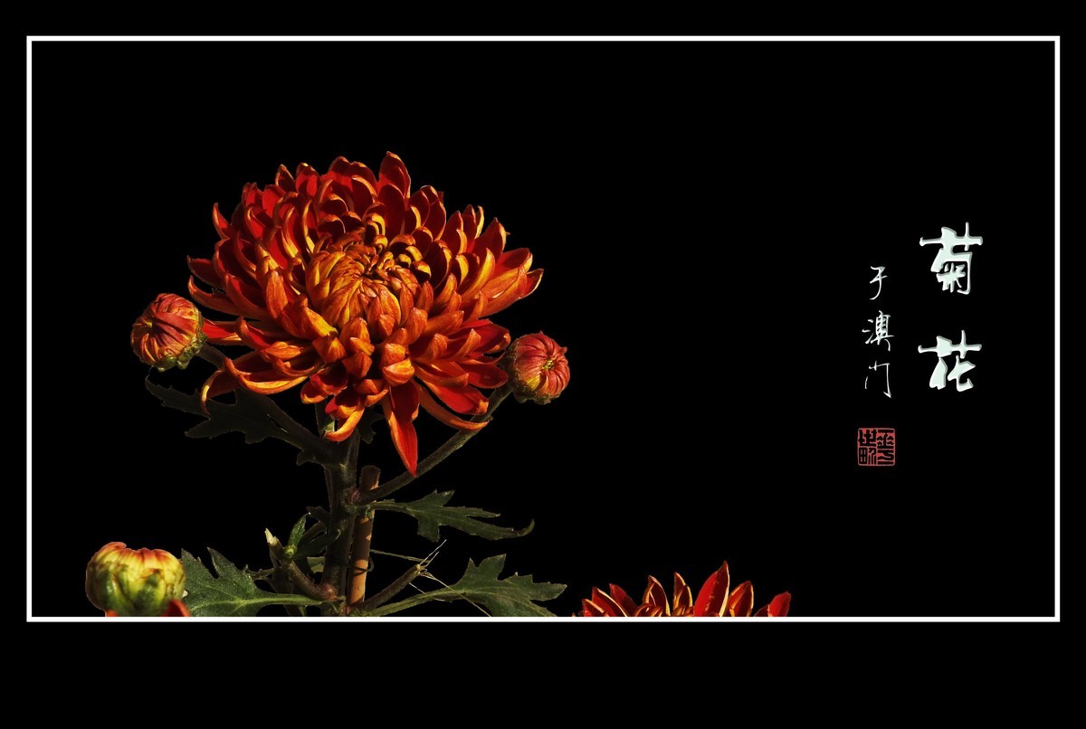 鲜艳漂亮的菊花