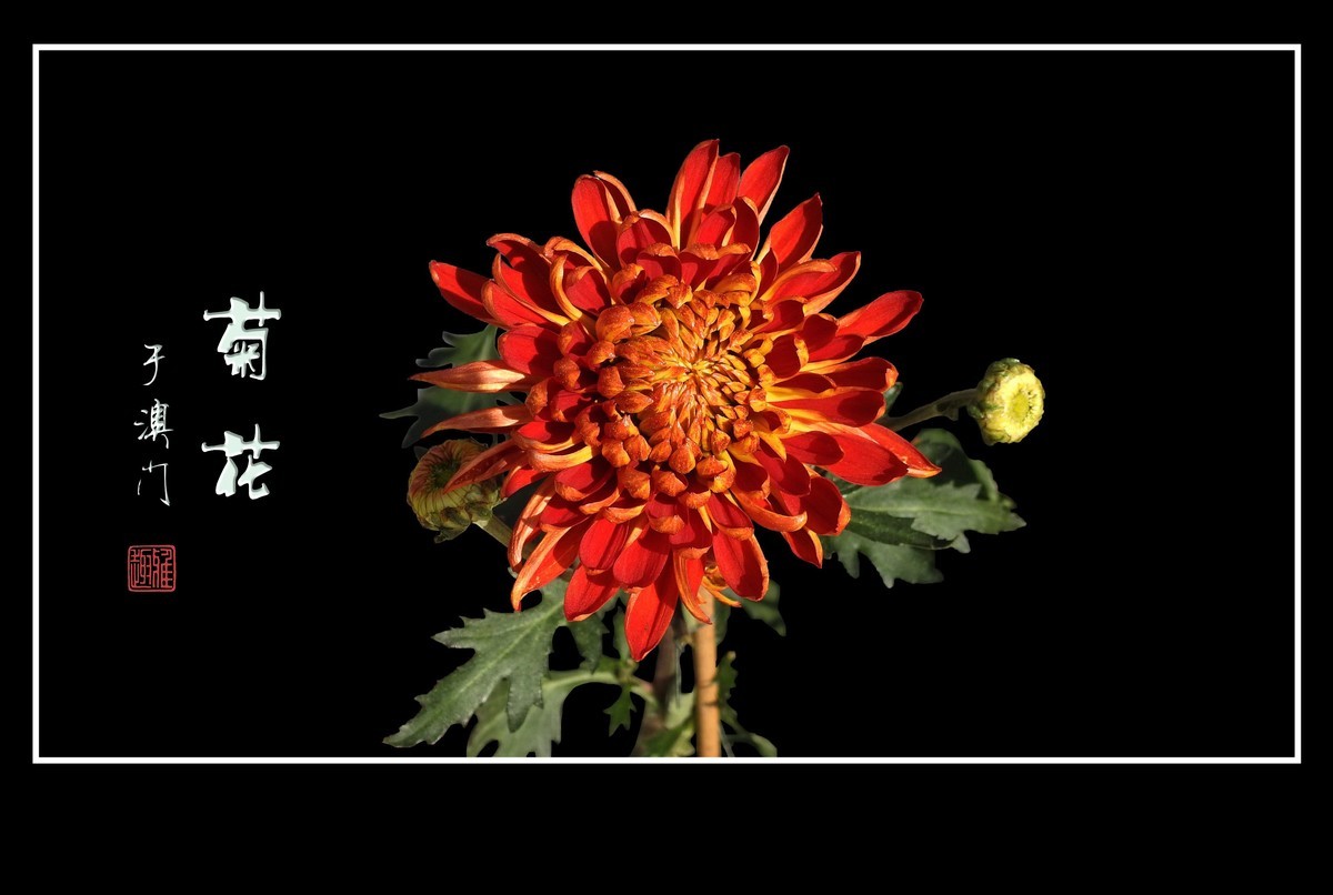 鲜艳漂亮的菊花