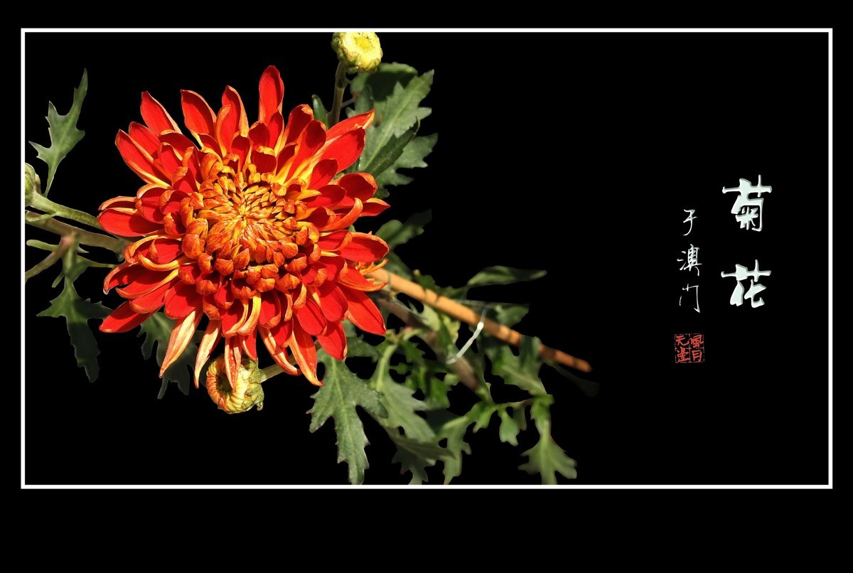 鲜艳漂亮的菊花