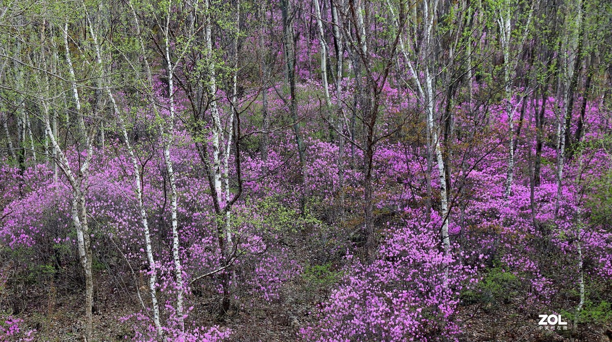 喇叭沟门的杜鹃花开了